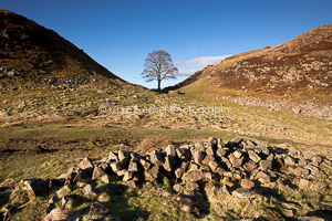 Blue and Green, Sycamore Gap