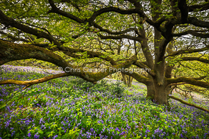 Reaching, Newton Woods