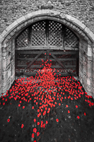 Red Poppies, Traitor's Gate