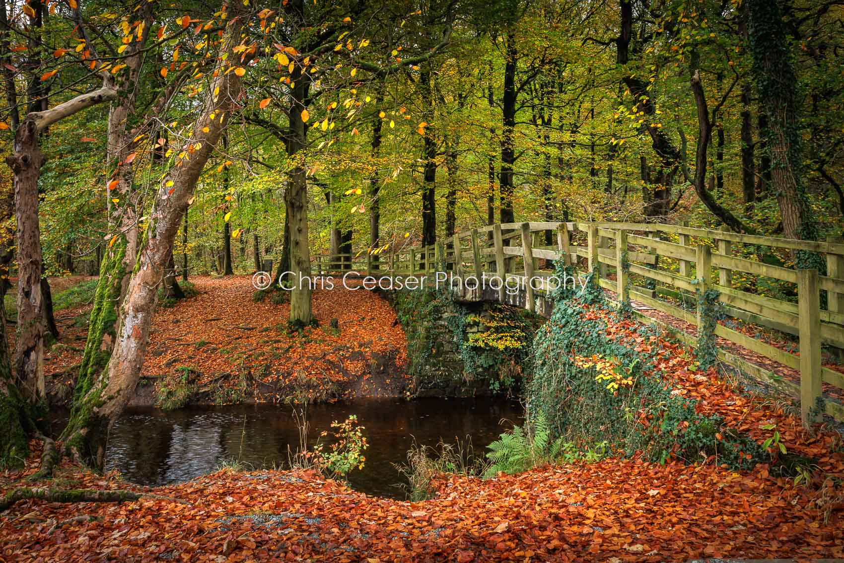 Into Strid Wood, Bolton Abbey