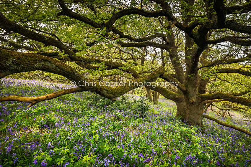 Reaching, Newton Woods